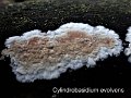 Cylindrobasidium evolvens-amf728